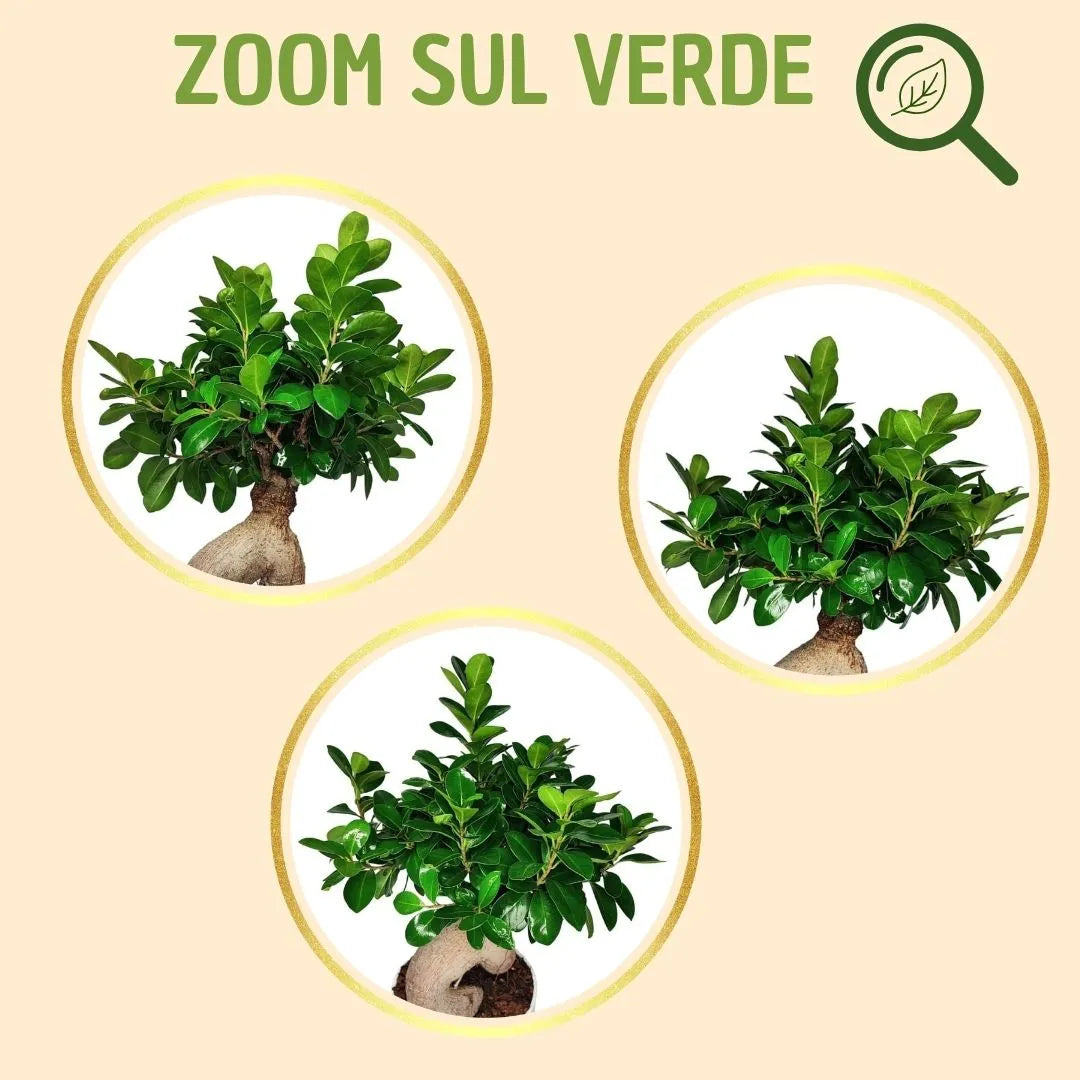 Bonsai ficus ginseng in vaso boston con scatola regalo