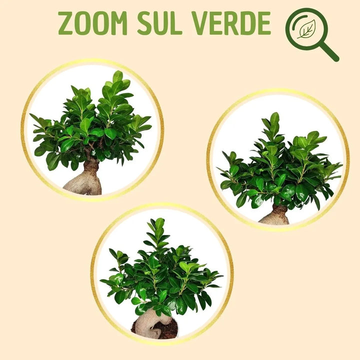 Bonsai ficus ginseng in vaso boston con scatola regalo