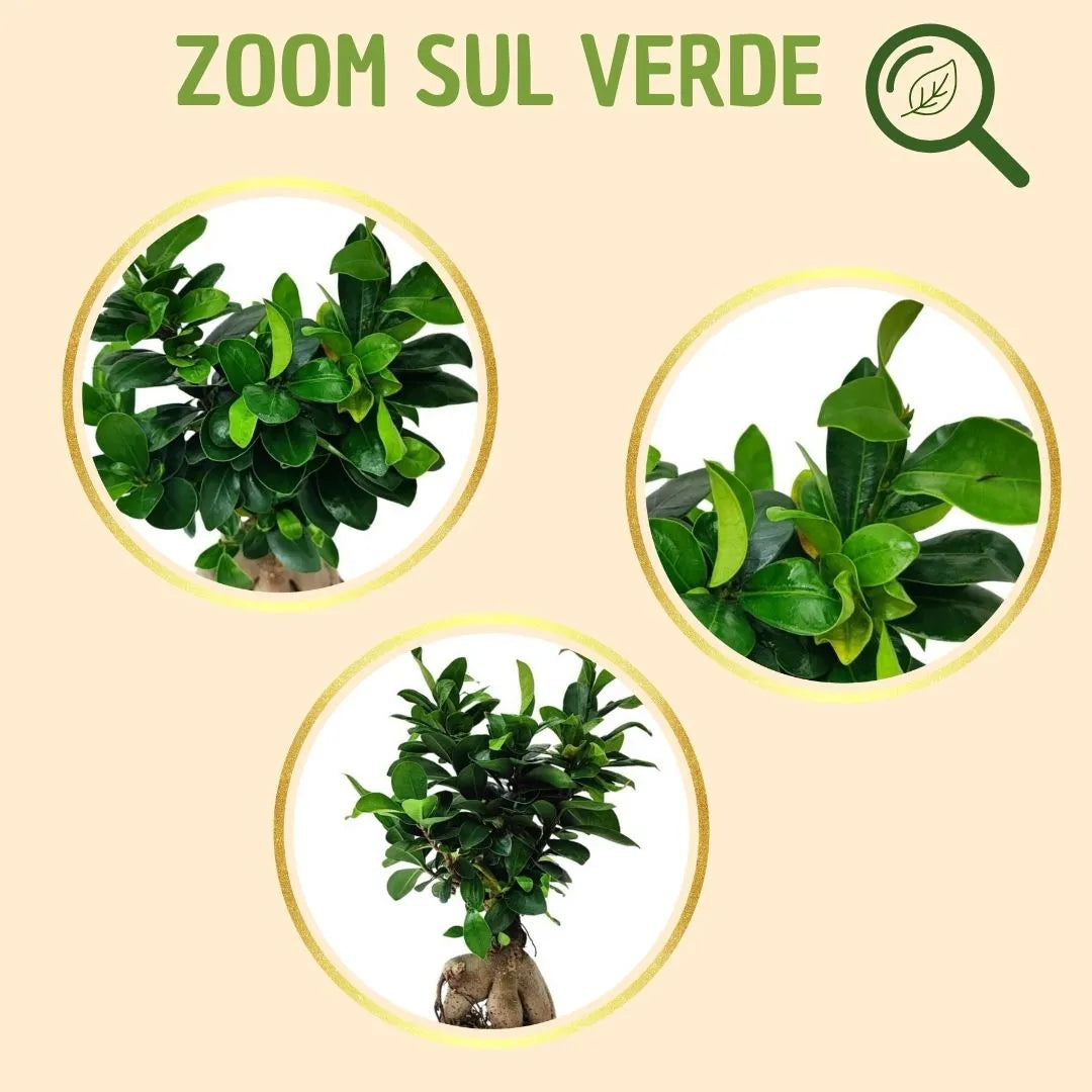 Kokedama Bonsai Ficus Ginseng con scatola regalo