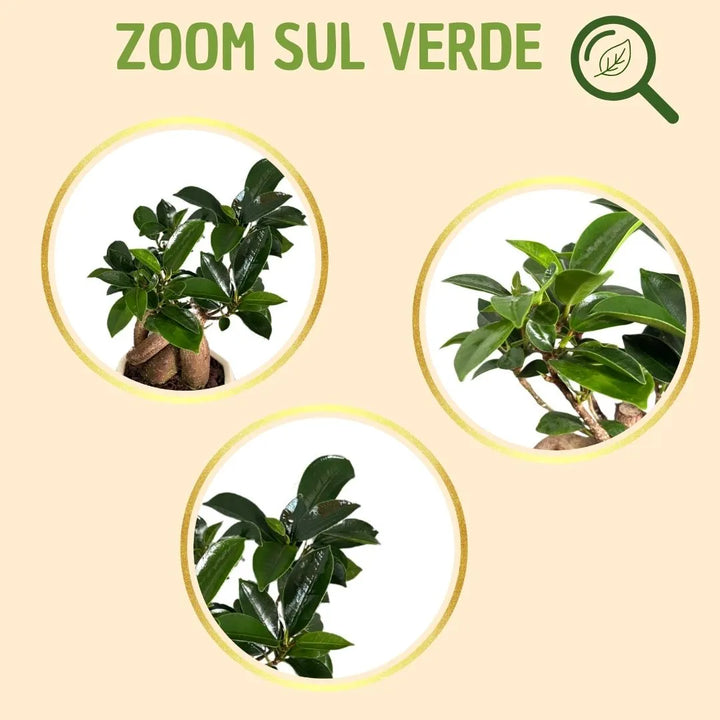 Bonsai ficus ginseng in vaso carina con scatola regalo