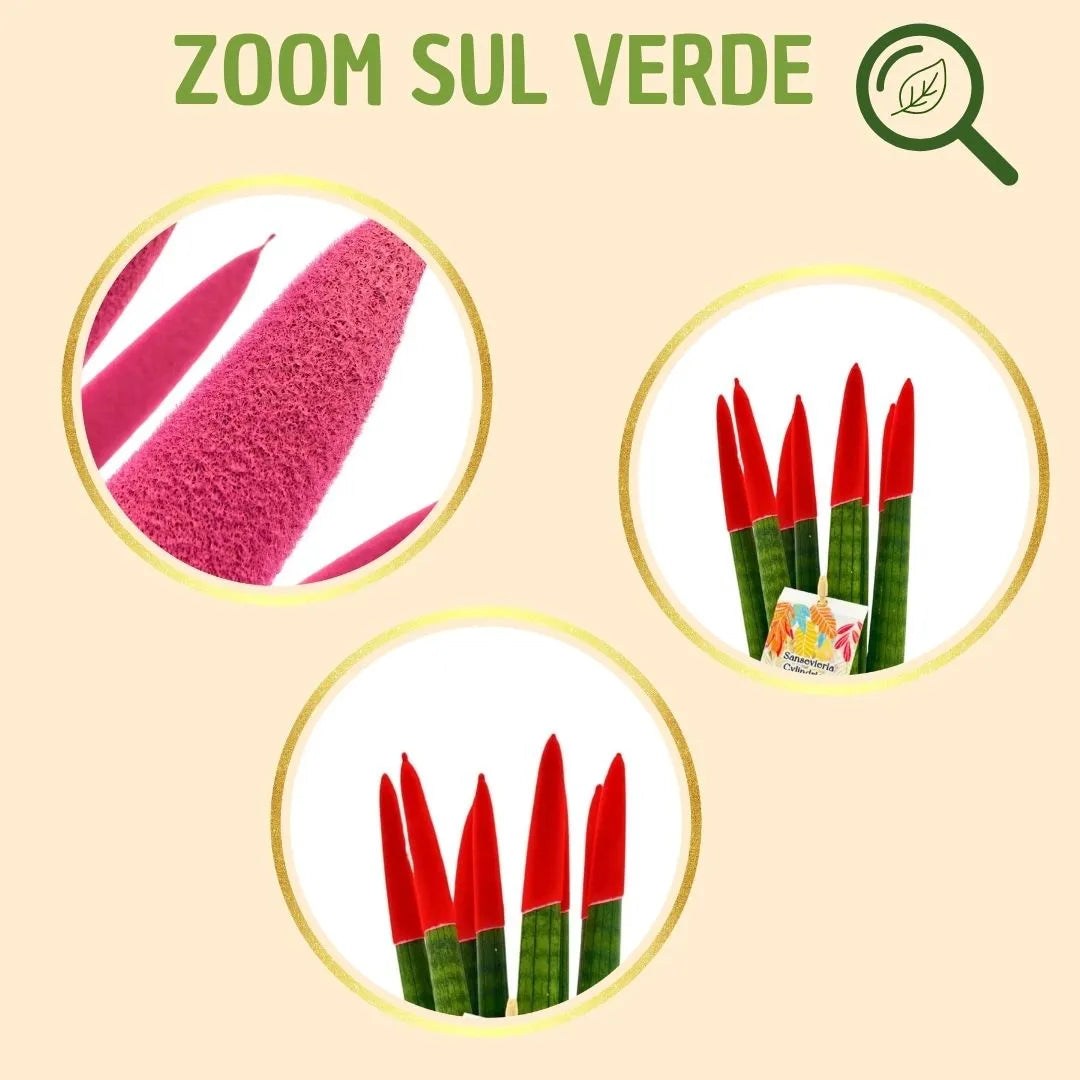 Sansevieria Velvet Touch rossa con scatola regalo