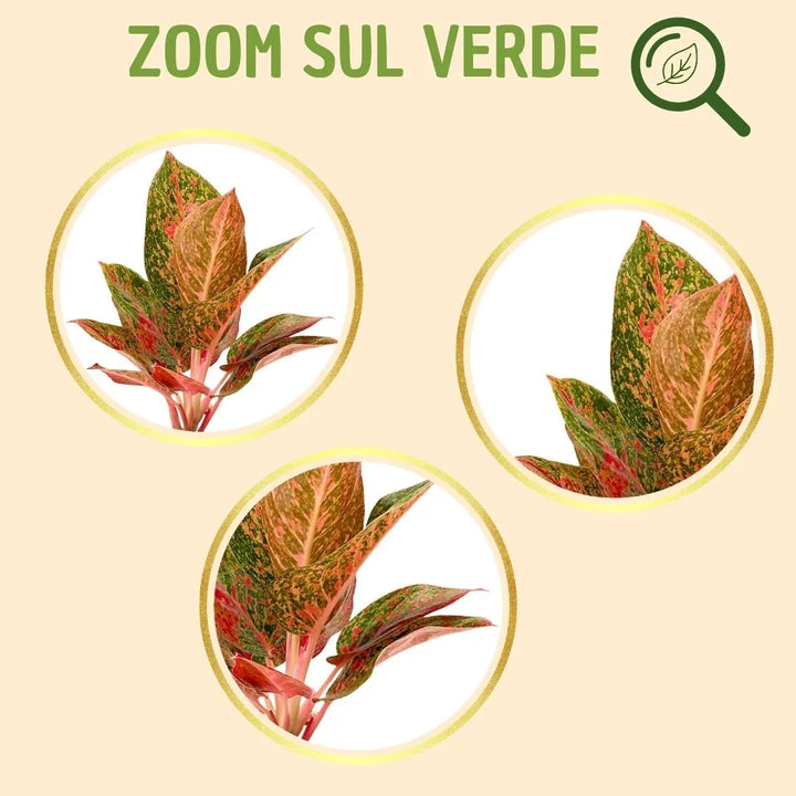 Kokedama Aglaonema Sab Mongkol con scatola regalo