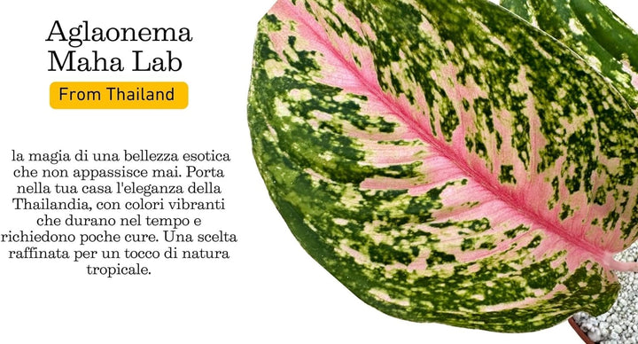 Aglaonema 'Red Siam' in Idrocoltura con Perlite  - Pianta  Vera