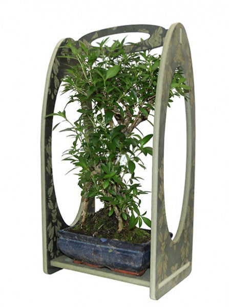 L'immagine mostra bonsai con vaso ceramica e cornice in legno
