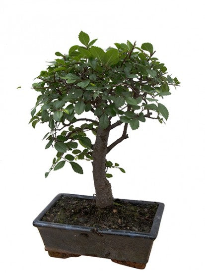 L'immagine mostra bonsai mini in vaso ceramica.