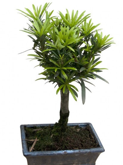 L'immagine mostra bonsai mini in vaso ceramica.