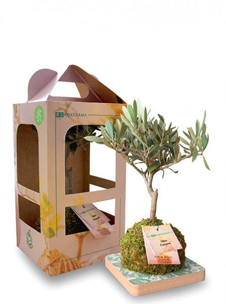 Limmagine presenta Kokedama con olivo in scatola