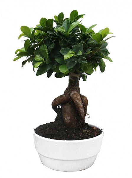 L'immagine mostra Bonsai Ficus Ginseng con foglie verdi e vaso bianco