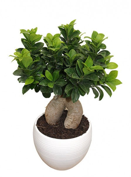 Lìimmagine mostra una pianta di ficus tipo bonsai in un vaso tondo di ceramica bianco 