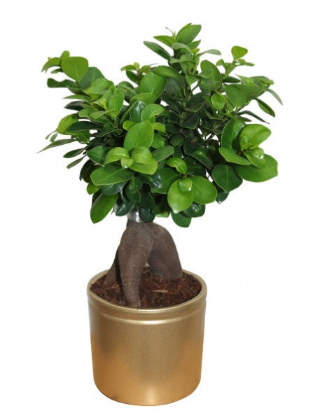 L'immagine mostra bonsai ficus ginseng con vaso color oro.