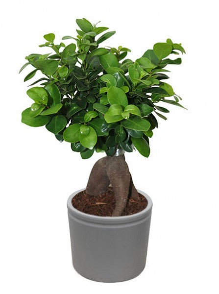 L'immagine mostra bonsai ficus ginseng con vaso color grigio.