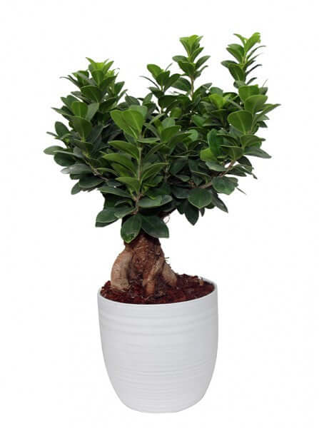L'immagine mostra Bonsai Ficus Ginseng 500 gr con vaso ceramica bianco Bergamo