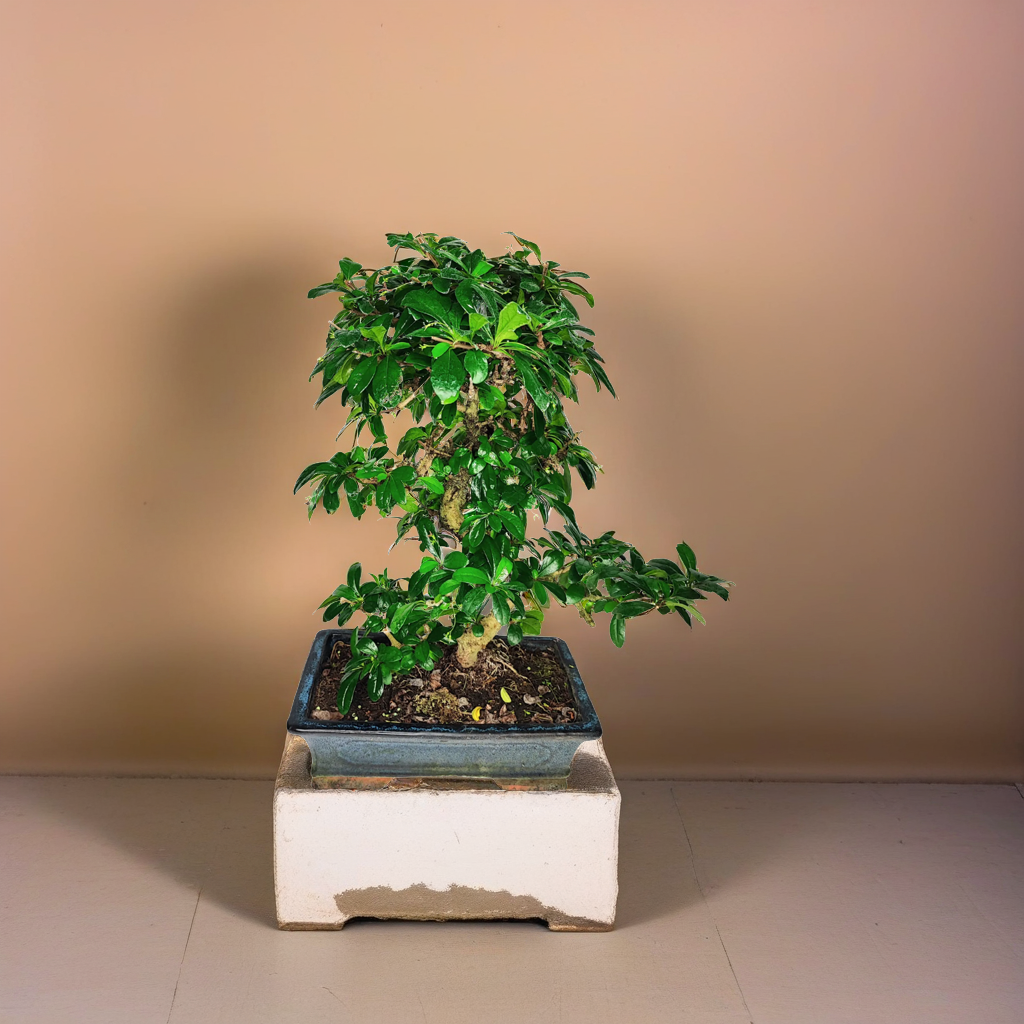 Bonsai carmona S-Shape -  Altezza Pianta 50 cm, Vaso di Ceramica 30x18 cm