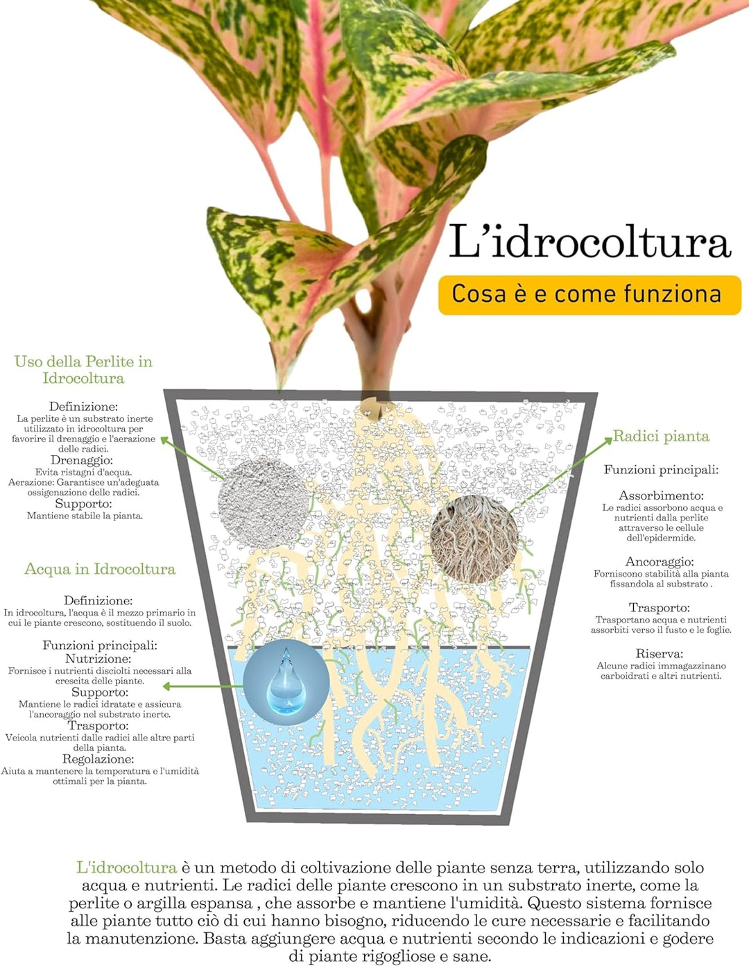 Aglaonema 'Red Siam' in Idrocoltura con Perlite  - Pianta  Vera