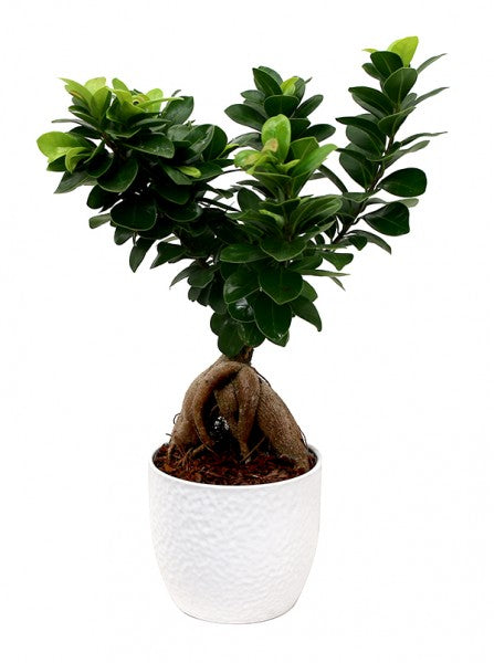 L'immagine presenta Bonsai Ficus Ginseng in vaso ceramica bianco Boston