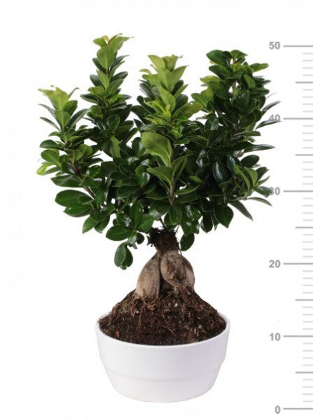 L'immagine presenta Bonsai Ficus Ginseng in vaso ceramica bianco Novara