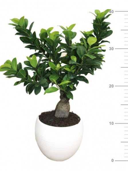 L'immagine presenta Bonsai Ficus Ginseng in vaso ceramica bianco Manacor