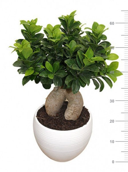 L'immagine presenta Bonsai Ficus Ginseng in vaso ceramica bianco Manacor