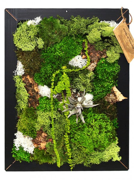 EcoMosaico" è un quadro vivente di 35x50 cm, con piante stabilizzate che creano un effetto mosaico naturale al tatto, incastonato in una cornice di legno