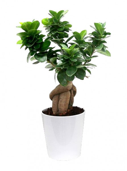 L'immagine presenta bonsai ficus Ginseng con foglie verdi e vaso ceramica bianca Dallas