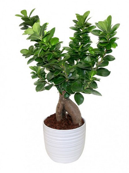 L'immagine mostra bonsai ficus ginseng in vaso ceramica bianca.