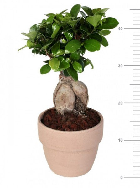 L'immagine mostra bonsai ficus ginseng in vaso terracotta