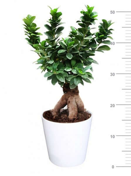 L'immagine mostra Bonsai Ficus Ginseng in vaso ceramica bianco Dallas