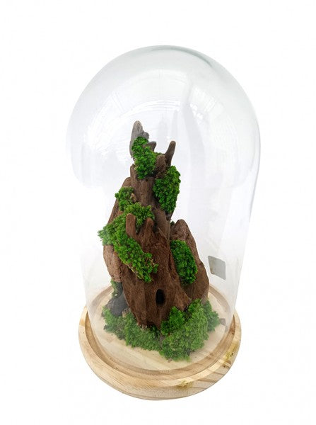 Dettaglio del display di muschi verdi e licheni sotto una campana di vetro trasparente, appoggiata su una base di legno.