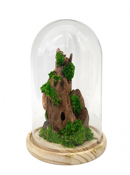 Una campana di vetro che custodisce un assortimento di muschi e licheni su una base di legno.