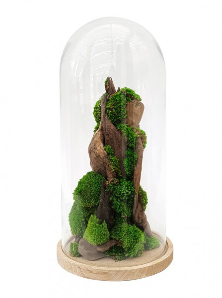 All'interno di una campana di vetro, un arrangiamento di muschi verdi e licheni crea una scena forestale su una base di legno.