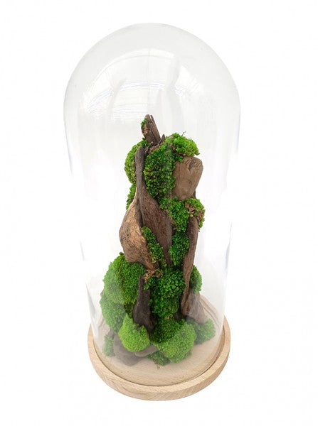 Una vista ravvicinata di "Bosco di Silvia" mostra la texture e i colori vari di verdi dei muschi e licheni preservati, tutti racchiusi entro la campana di vetro su base di legno