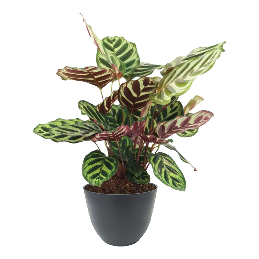 Calathea Makoyana altezza 35 cm - i Giardini di Giulia 
