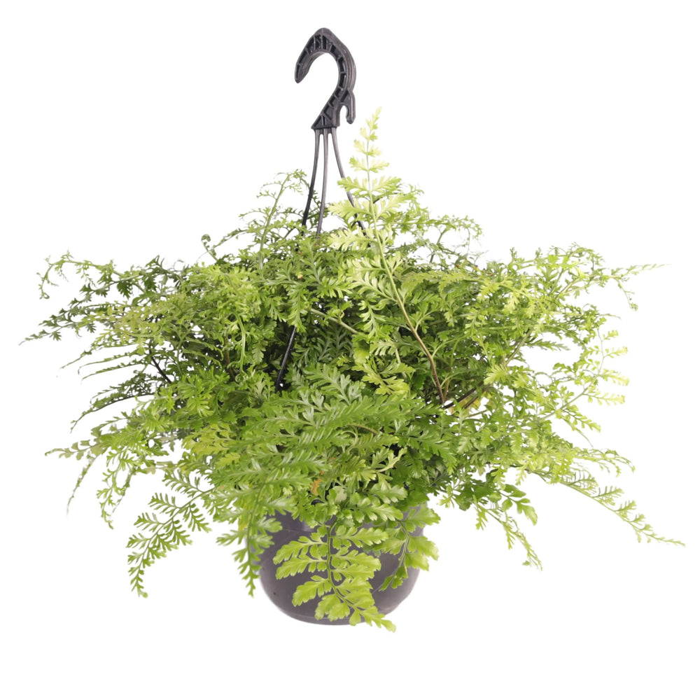 Asplenium parvati in vaso basket - i Giardini di Giulia