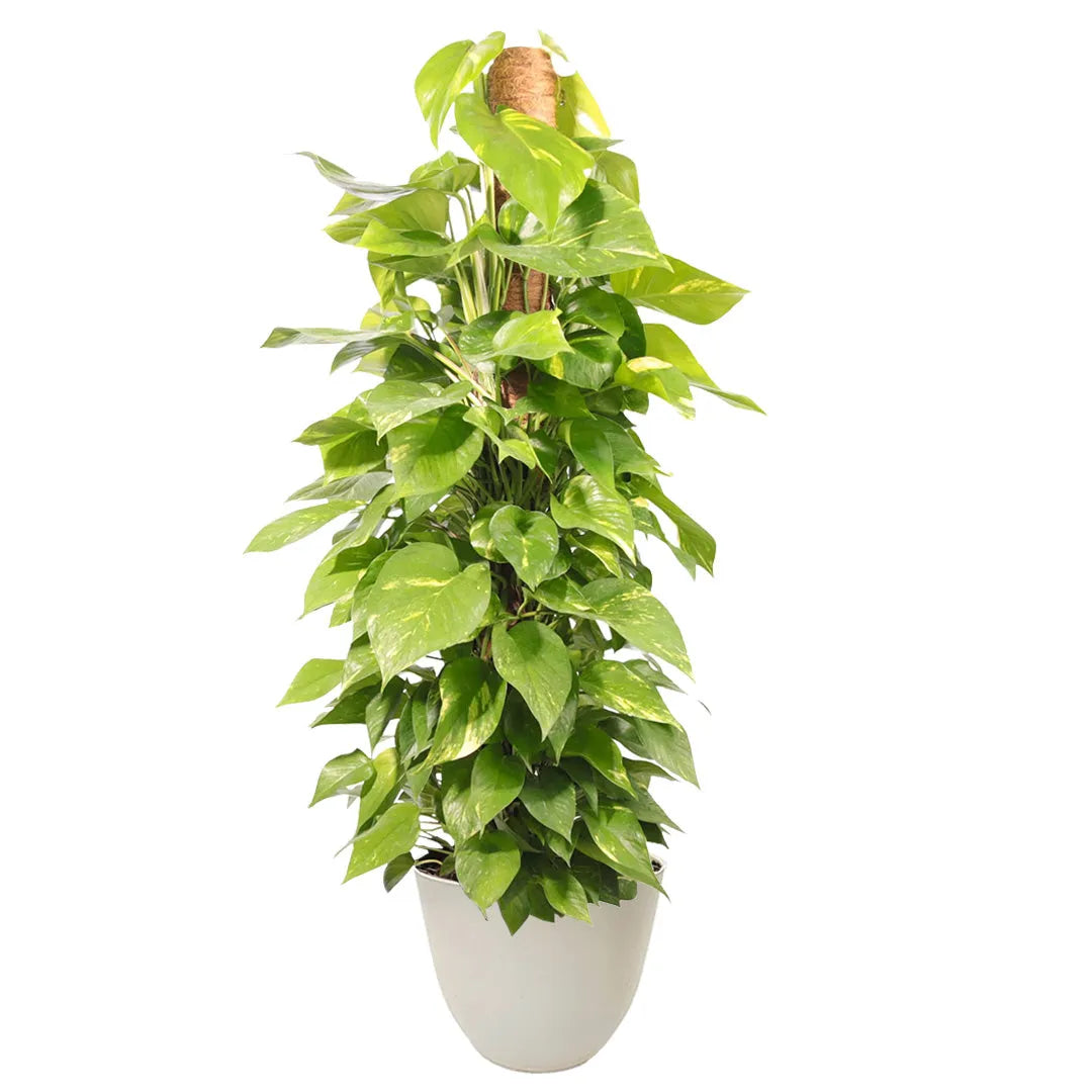 Pothos Aurea - pianta da interno con foglie variegate verde e giallo in vaso decorativo
