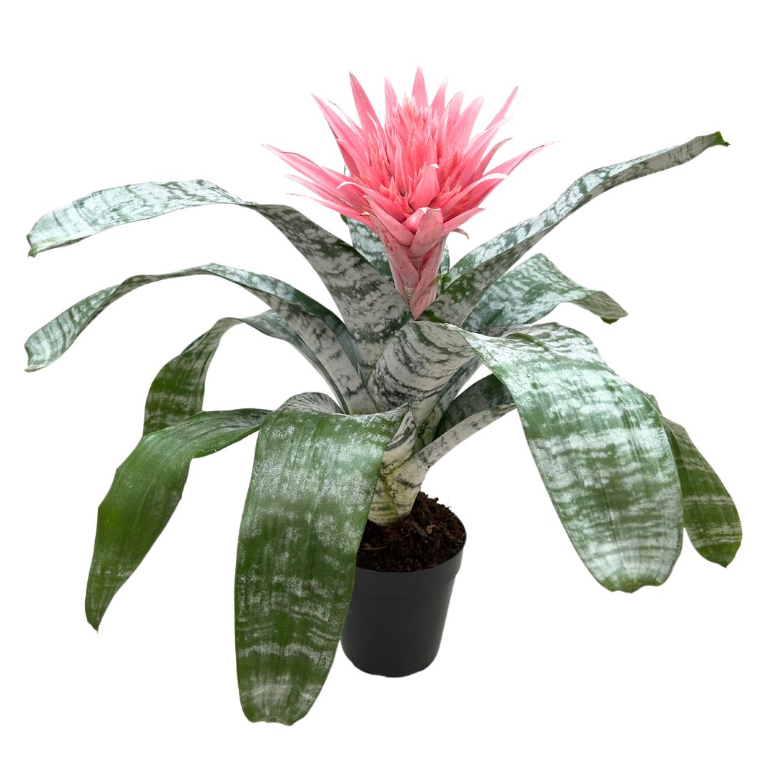 Aechmea fasciata Primera in vaso da 15 cm, pianta da interno alta 60 cm con foglie variegate e fiore rosa acceso