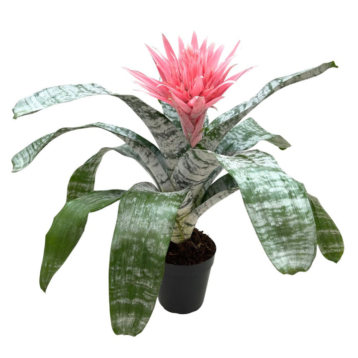 Aechmea fasciata Primera in vaso da 15 cm, pianta da interno alta 60 cm con foglie variegate e fiore rosa acceso
