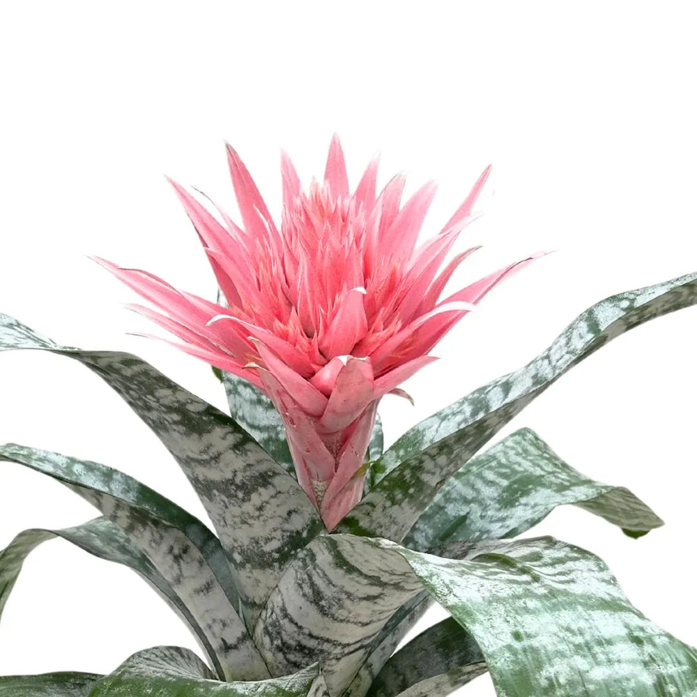 Dettaglio del fiore rosa della Aechmea fasciata Primera con foglie verde-argento

