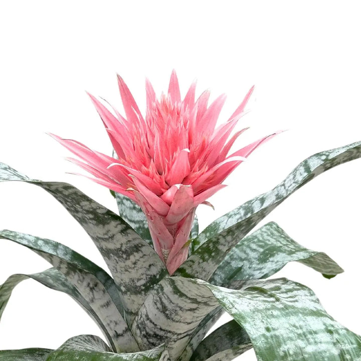 Dettaglio del fiore rosa della Aechmea fasciata Primera con foglie verde-argento

