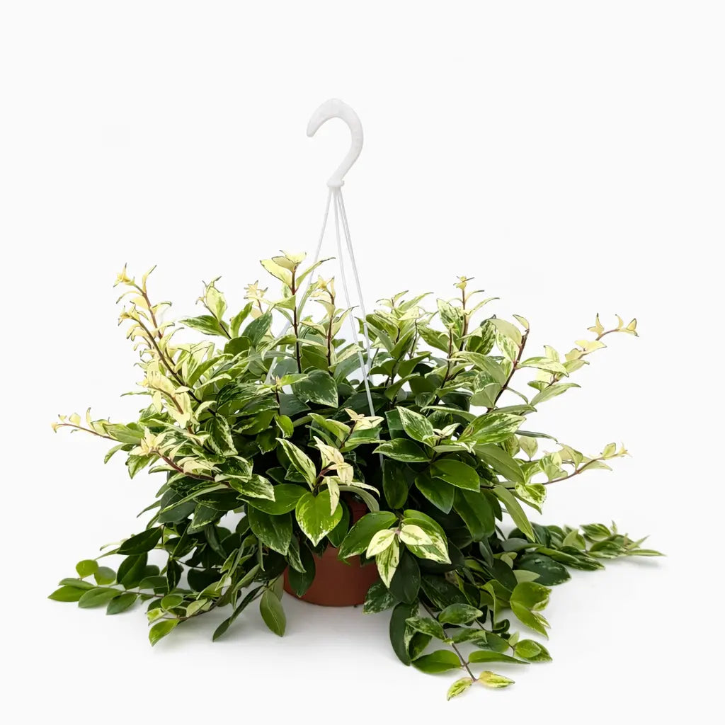 Aeschynanthus Bolero basket in vaso sospeso, pianta da interno ricadente con foglie verdi variegate ideale per ambienti luminosi.