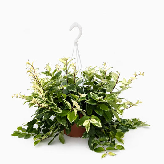 Aeschynanthus Bolero basket in vaso sospeso, pianta da interno ricadente con foglie verdi variegate ideale per ambienti luminosi.
