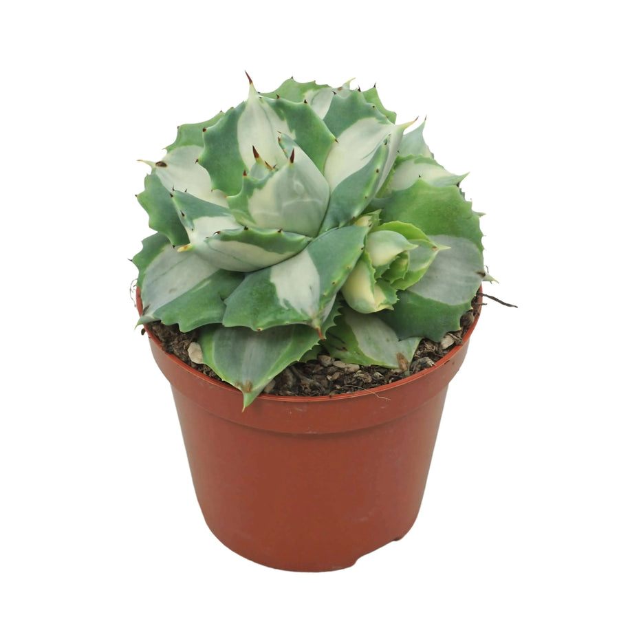 Agave Potatorum Variegata vista laterale in vaso da 8,5 cm, con foglie carnose e variegate verdi e crema.