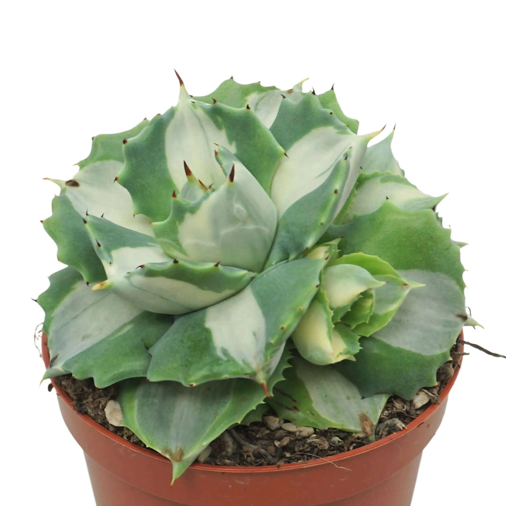 Dettaglio ravvicinato dell'Agave Potatorum Variegata con rosetta di foglie simmetriche dai margini ondulati e colorazione bicolore.