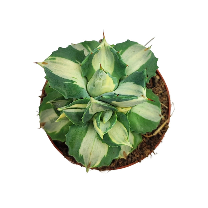 Vista dall'alto dell’Agave Potatorum Variegata, che evidenzia la struttura compatta e le sfumature verde chiaro e crema.