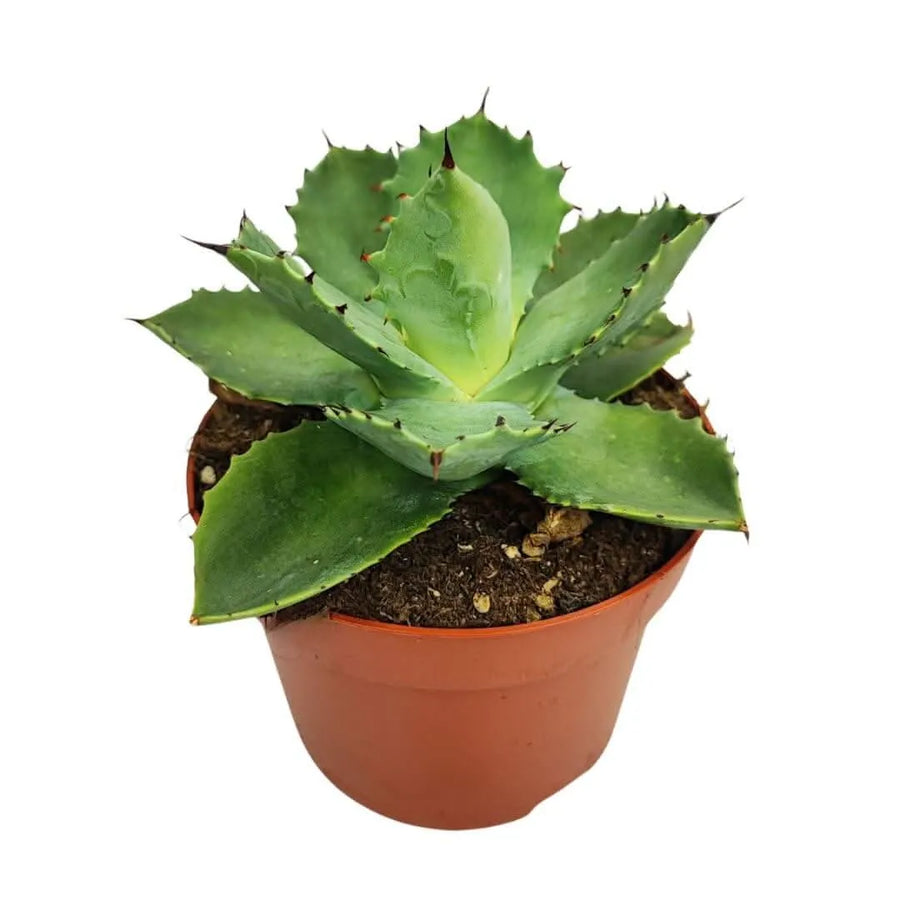 Pianta di Agave potatorum vista laterale in vaso da 13 cm, con foglie verdi carnose e punte scure.