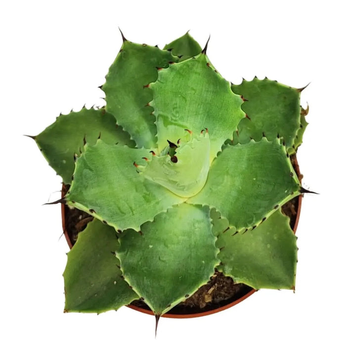 Agave potatorum fotografata dall’alto, con rosetta simmetrica e margini dentati ben visibili.