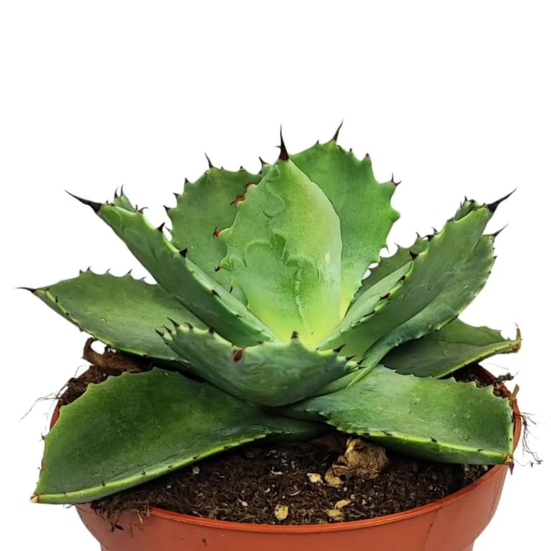 Dettaglio laterale dell’Agave potatorum con foglie compatte e struttura geometrica in primo piano.

