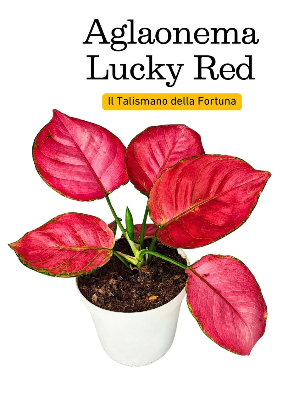 Pianta Aglaonema Lucky Red in vaso bianco, vista frontale