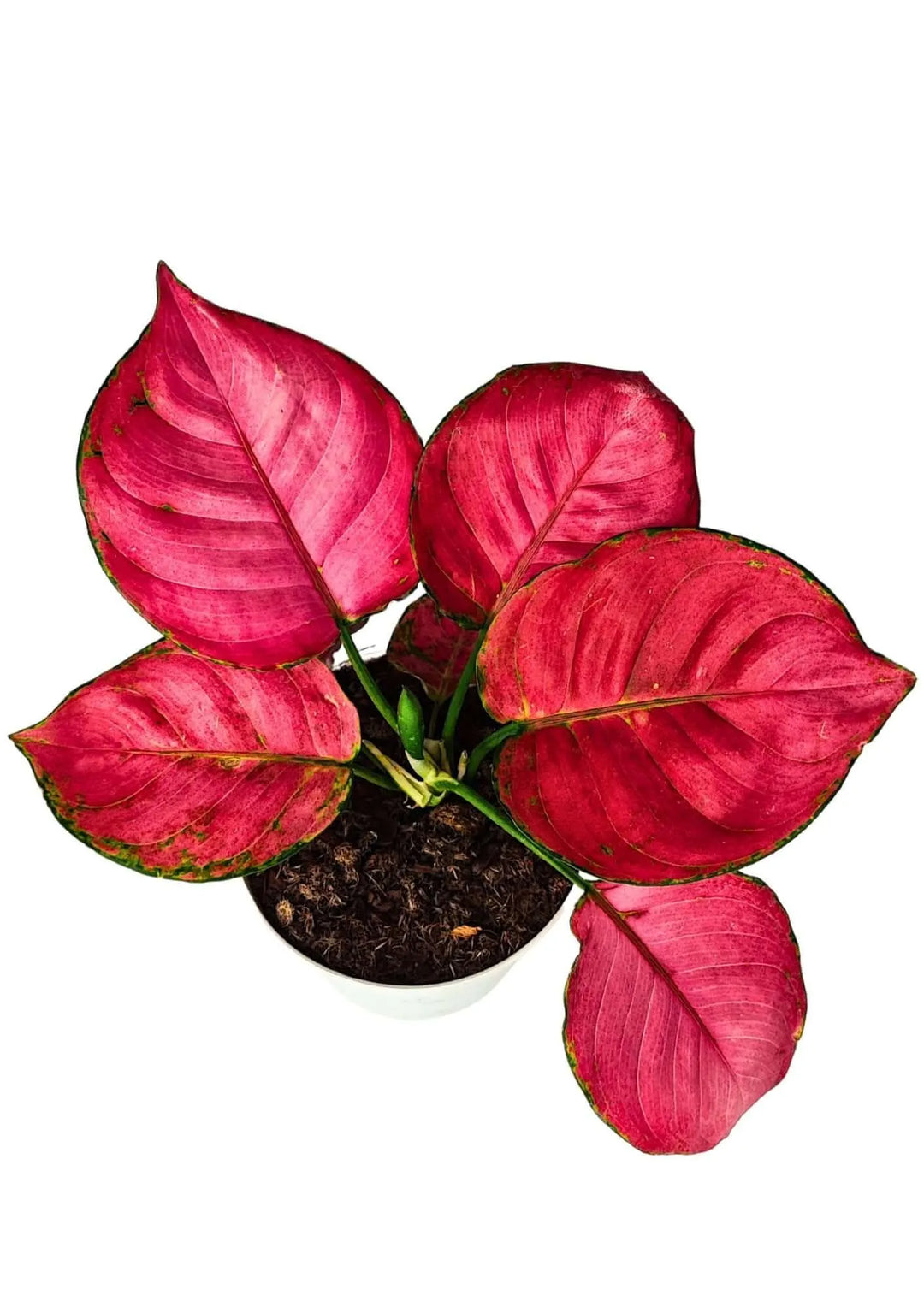 Aglaonema Lucky Red vista dall’alto con foglie rosse decorative