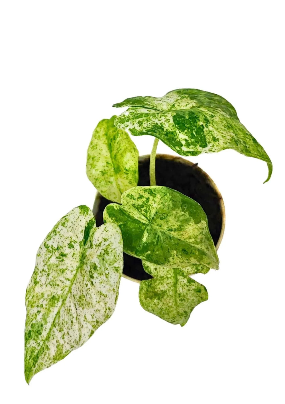 Vista dall’alto di Alocasia Macrorrhiza Camouflage in vaso bianco

