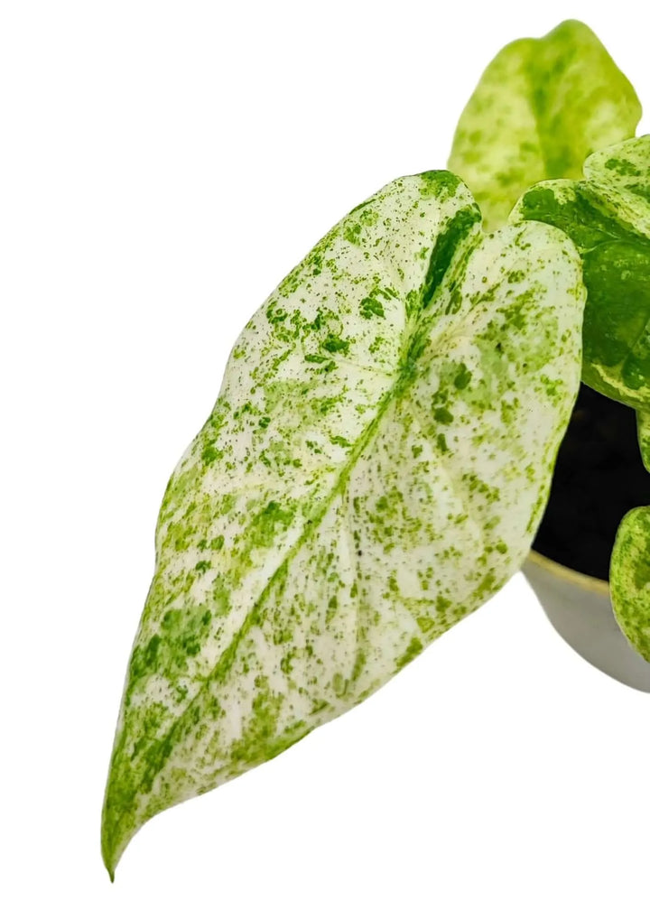 Pianta Alocasia Camouflage con scritta: Alocasia Macrorrhiza Camouflage – Orecchie d’elefante